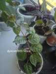 Продам отростки фуксии