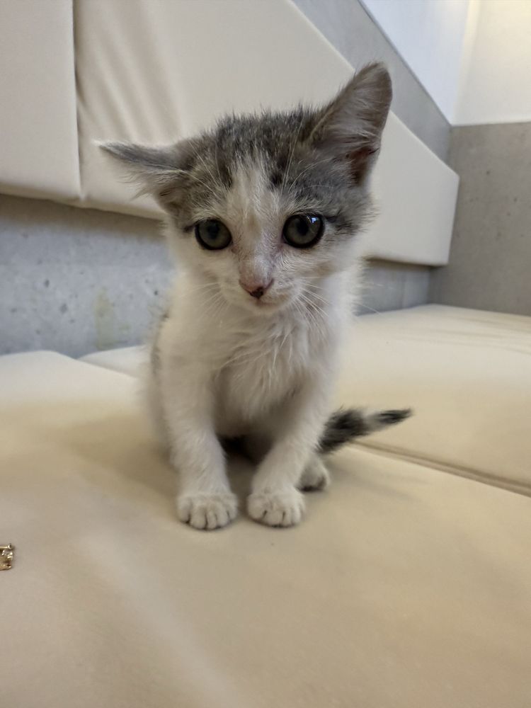 Отдам котенка 2 месяца