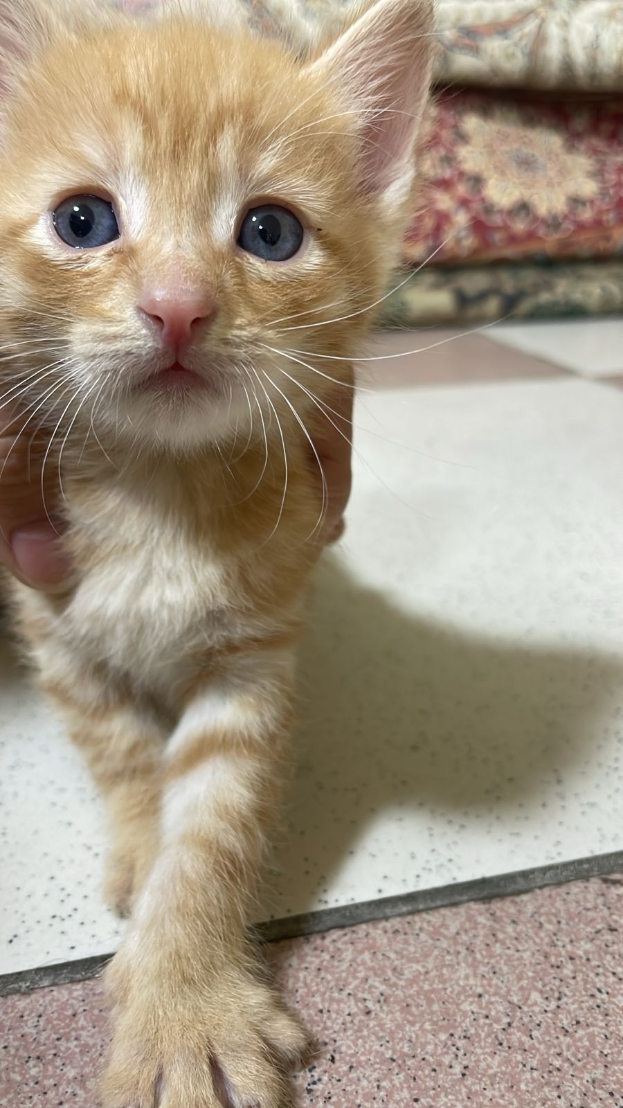Отдаём котят в добрые ответственные руки