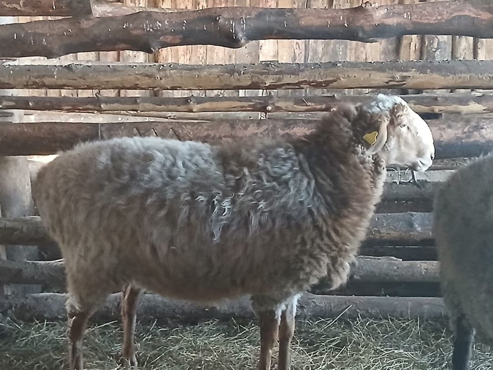 Продам откормленных баранов (сектер)