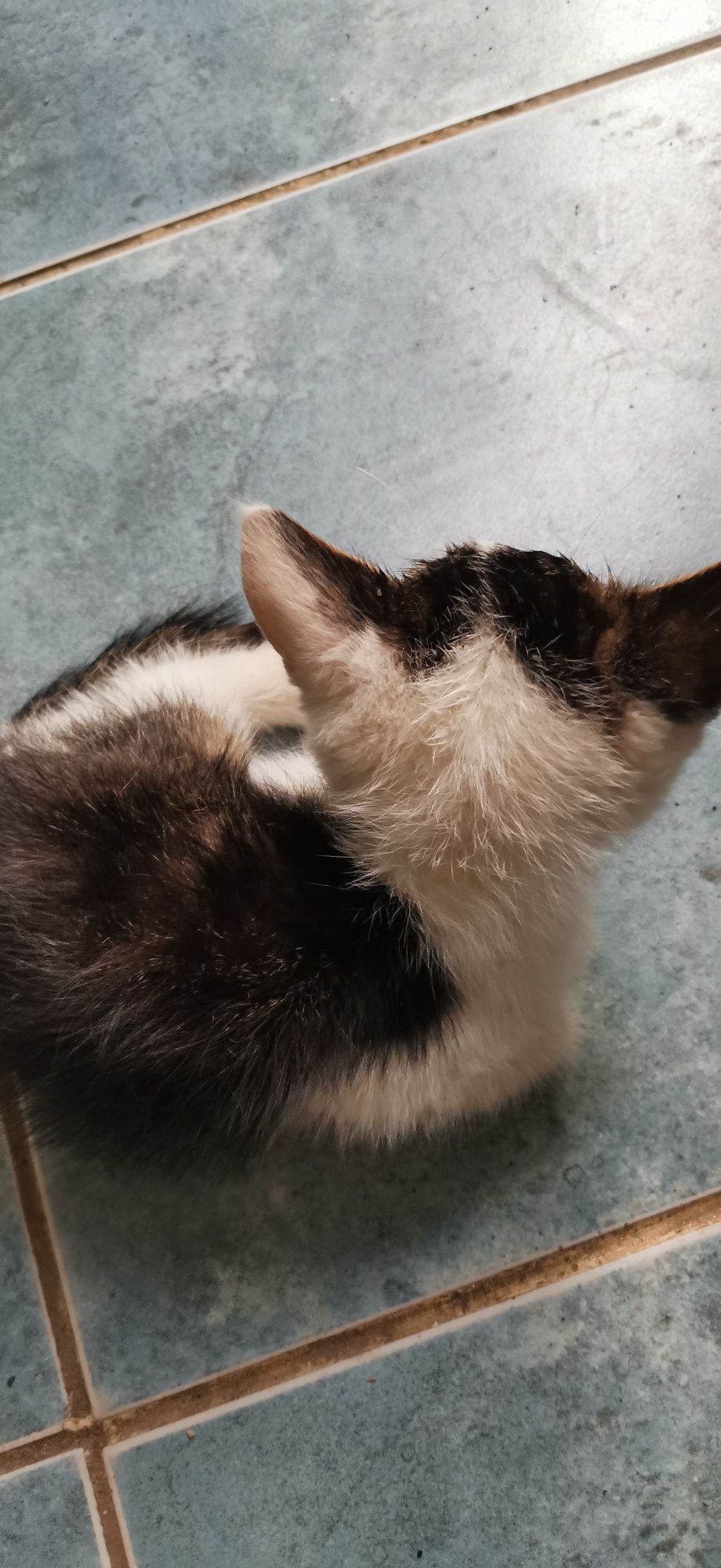 Котята одам в добрые руки