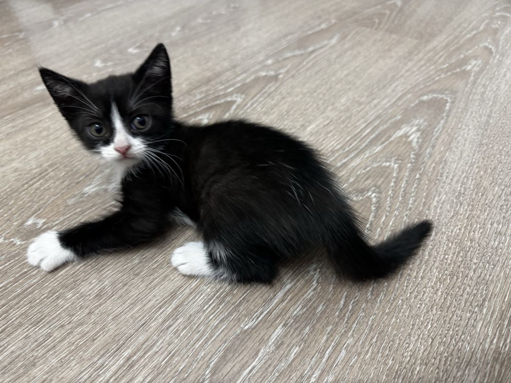 Котенок комочек счастья