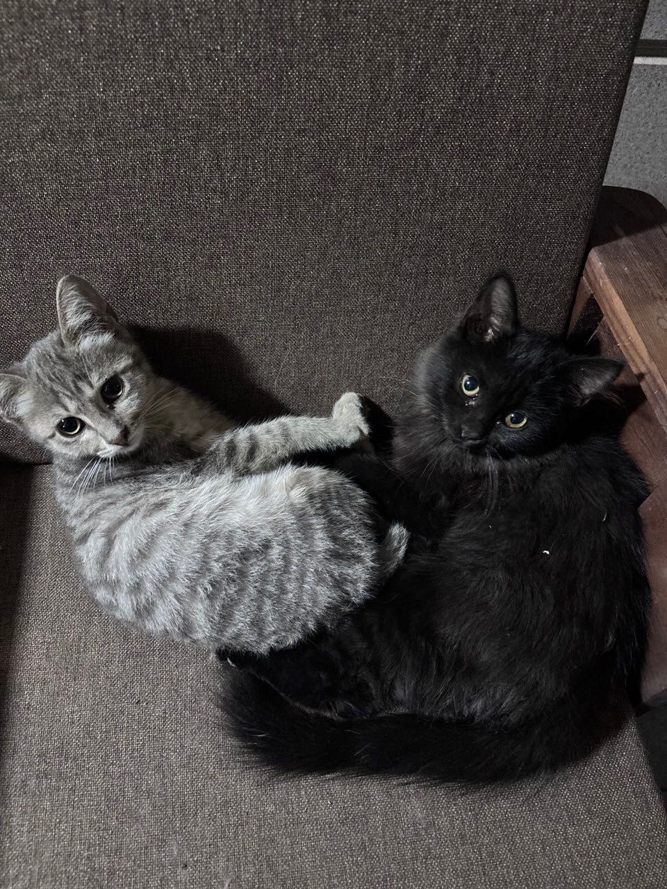 отдам котят в добрые руки