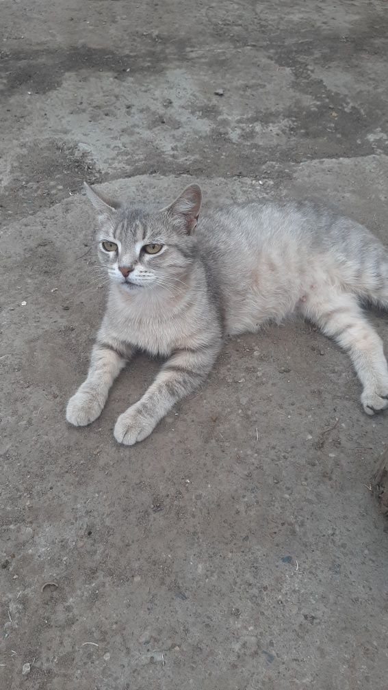 Отдам в добрые руки