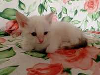 срочно! отдам котят в добрые руки