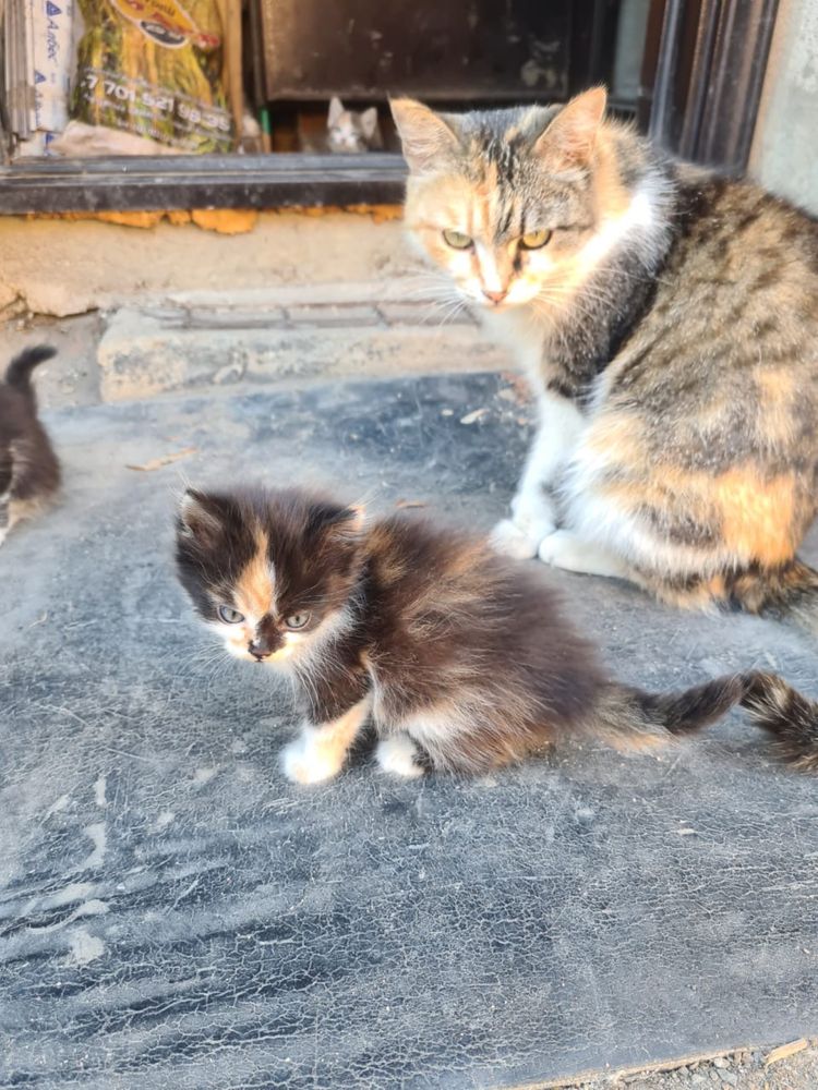 Котята ищут любящих хозяев