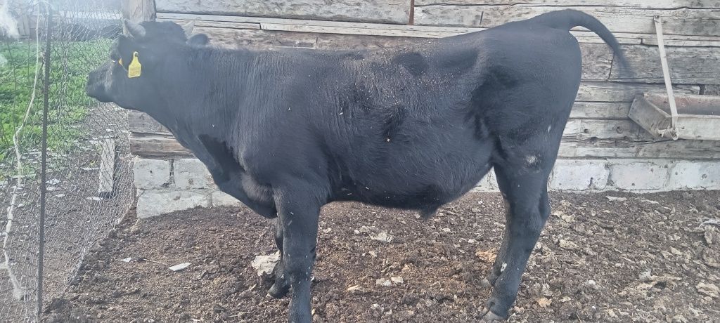 Продам бычок годовалый