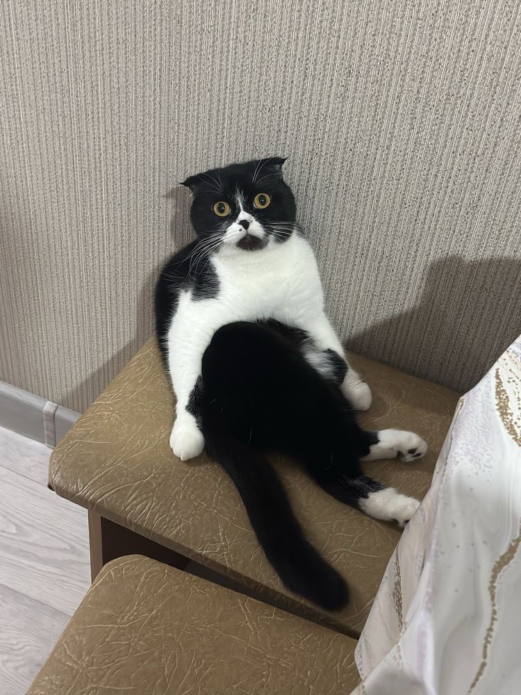 Кошка, отдам в добрые руки