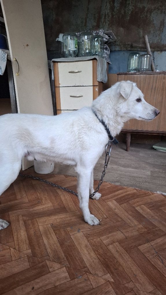 Отдам бесплатно собаку кабель