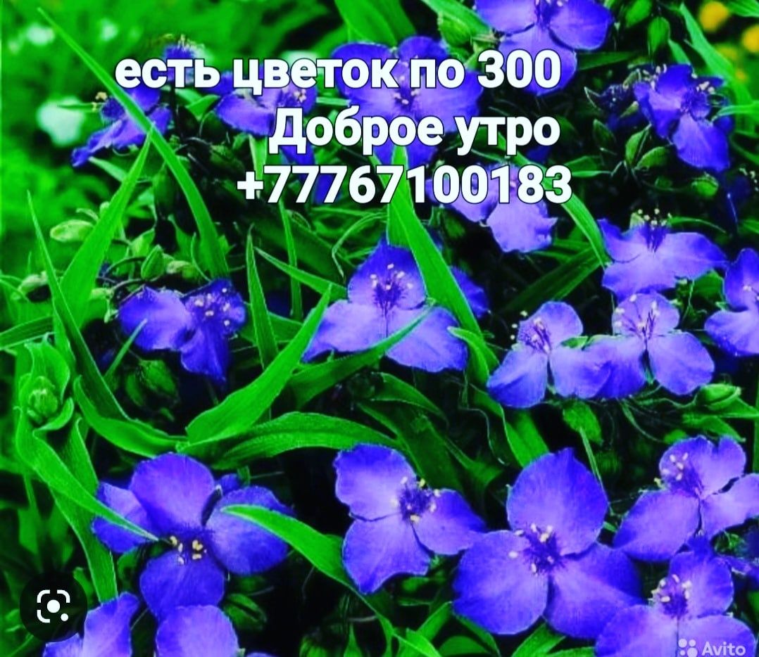 Саженцы яблони, персик ,красный щёчки, слива белая ,смородина красная