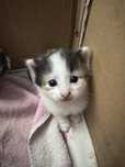 Отдам котенка в добрые руки