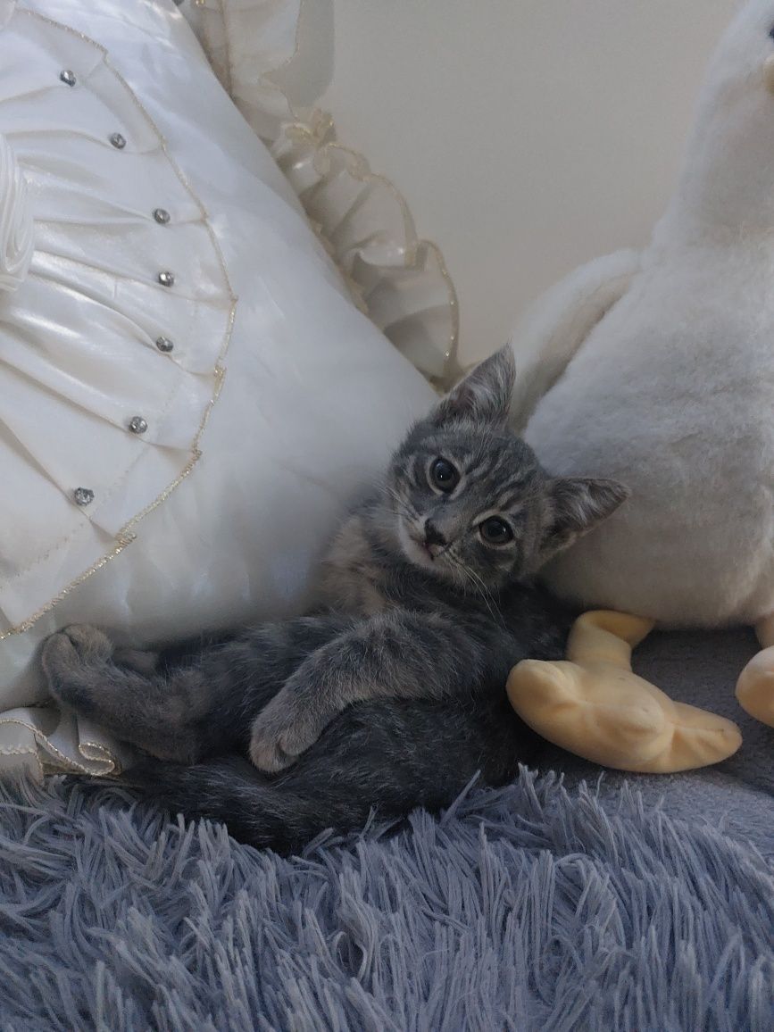продам котёнка в добрые руки