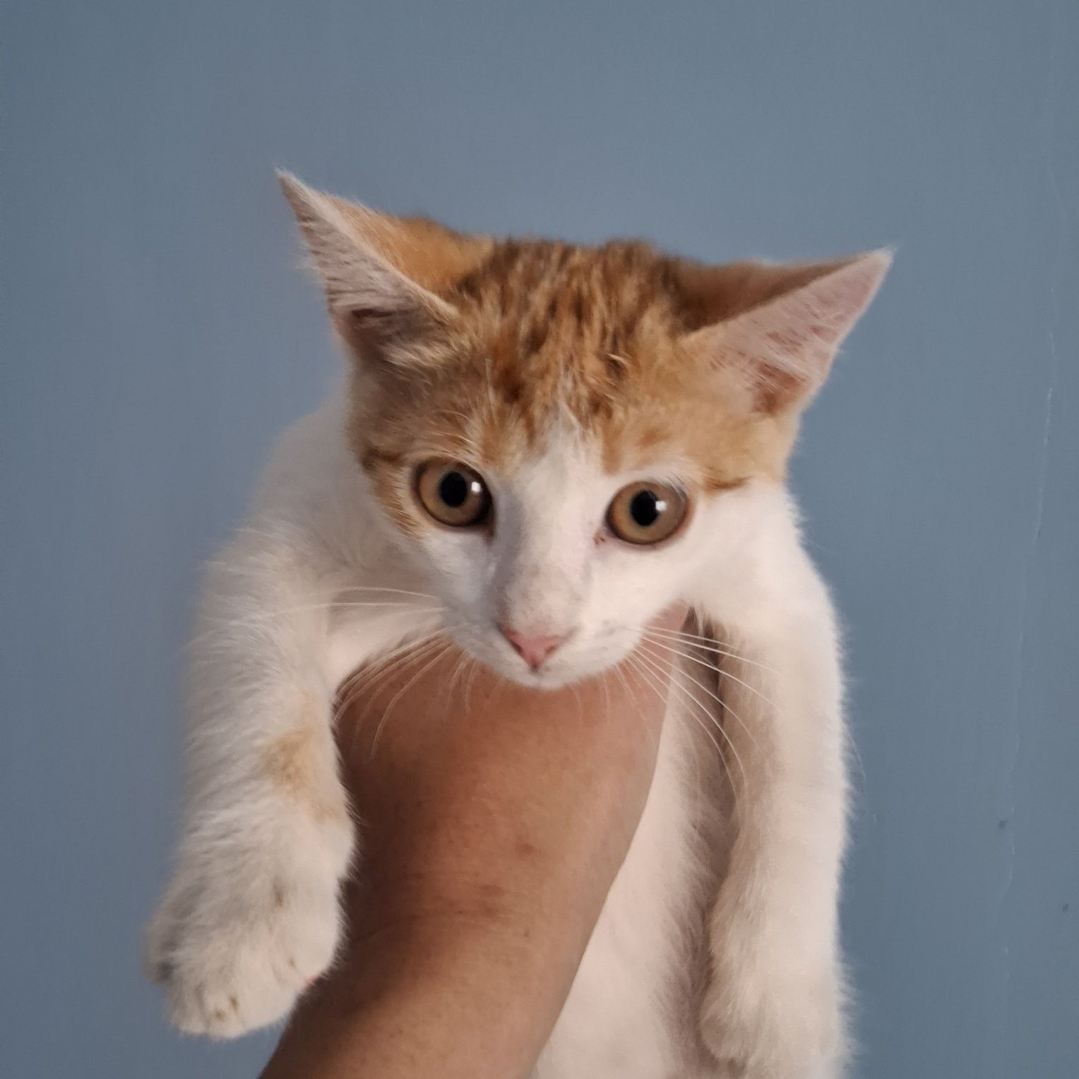 Красивый котенок-девочка в добрые руки