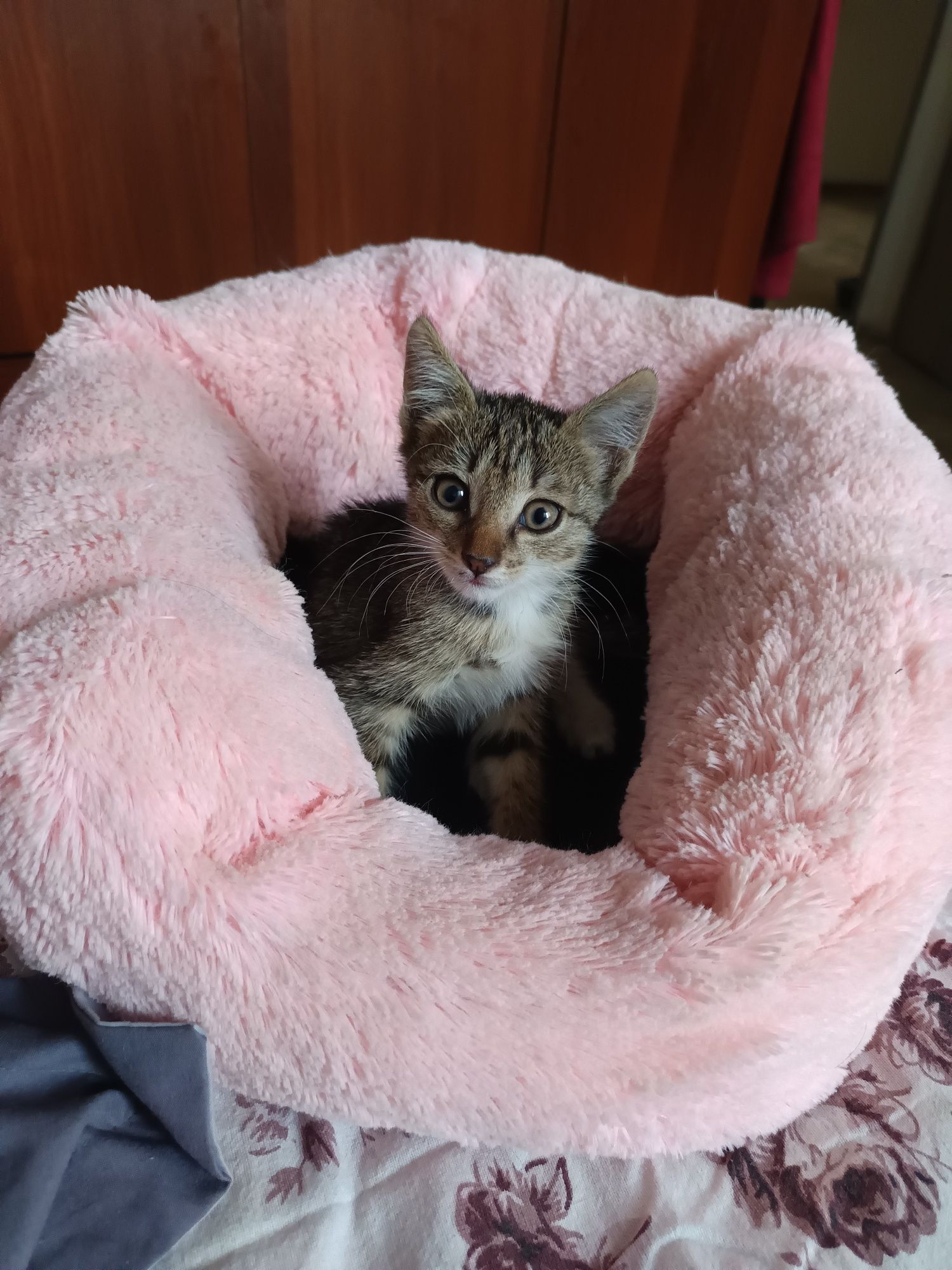 Отдам котеночка в очень добрые ручки