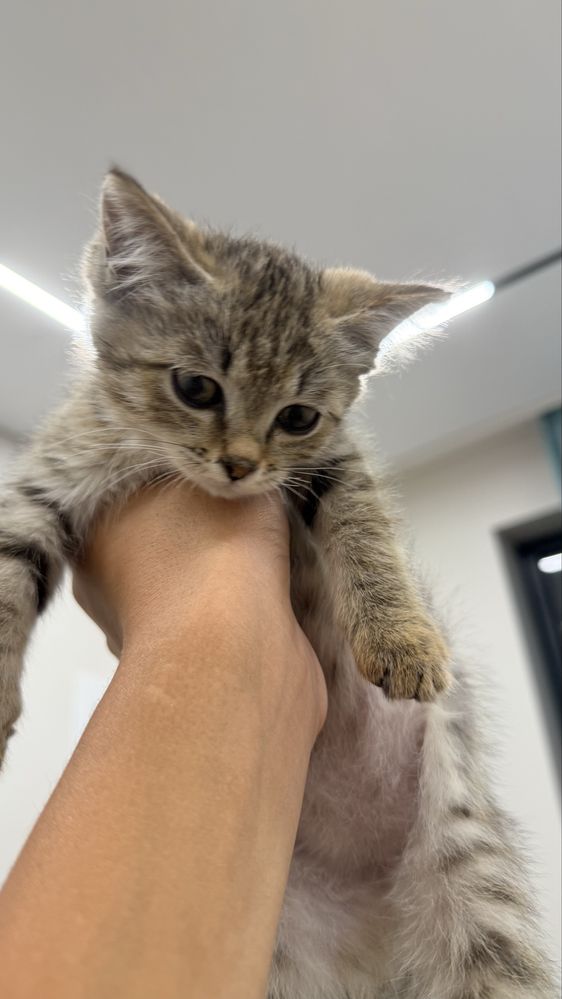 Котенок 2,5месяцов послушный