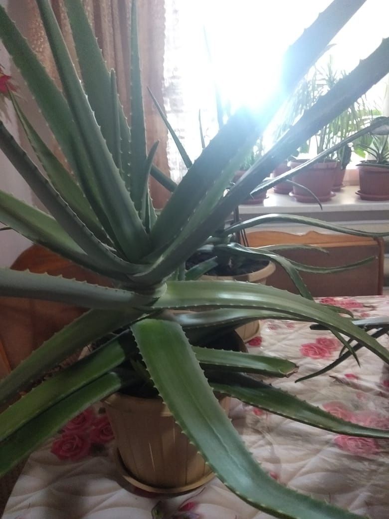 Продам большого размера алое.