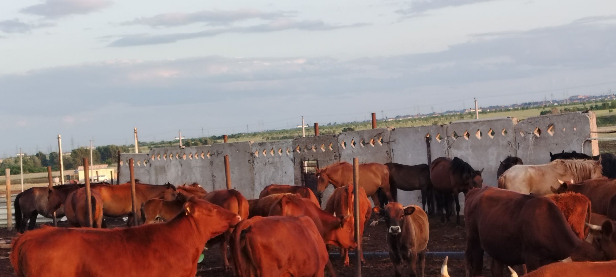 Продам Крестьянское хозяйства (шаруа қожалық сатылады)
