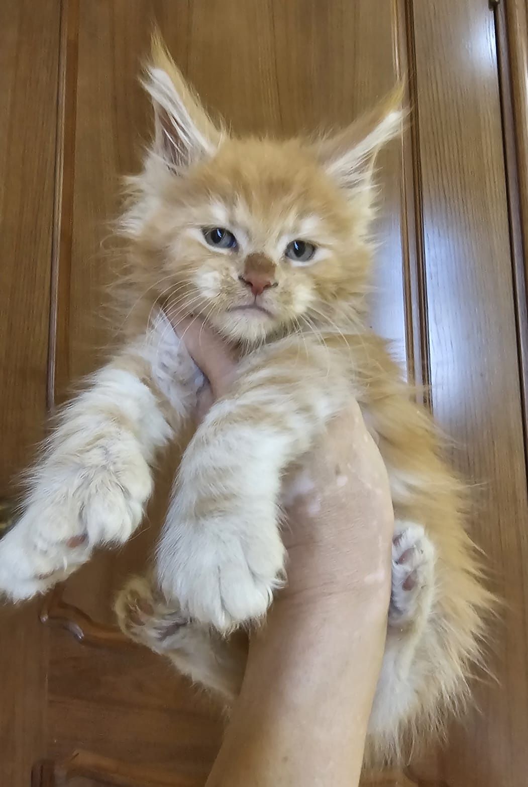 Элитные котята Мейн-кун в рассрочку до 2 лет