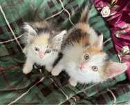 Котята мальчик и девочка