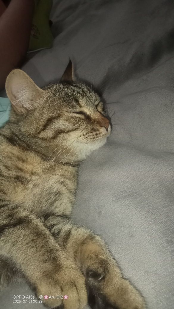 Котята бесплатно в добрые руки