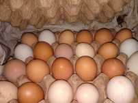 Продам домашние яйца