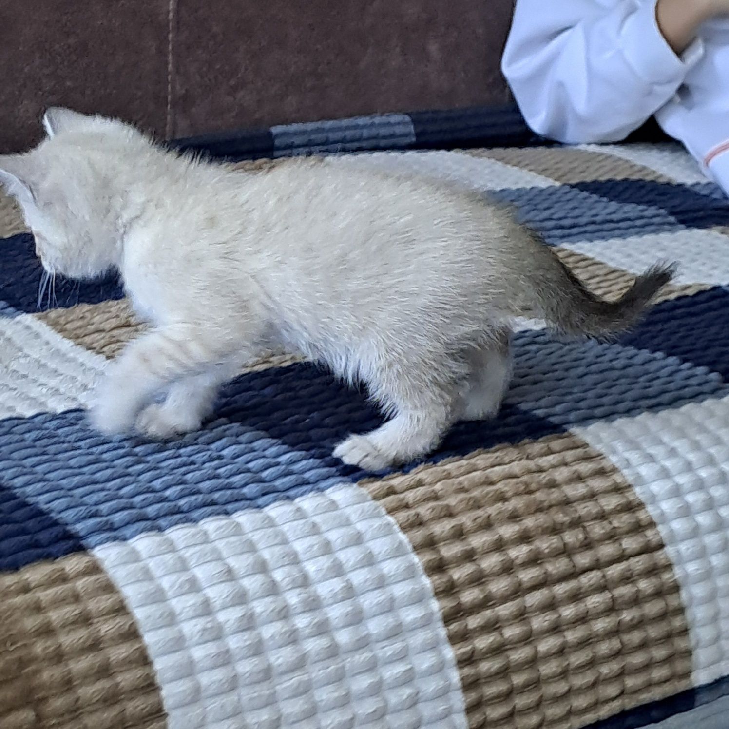 Отдам котика в добрые руки