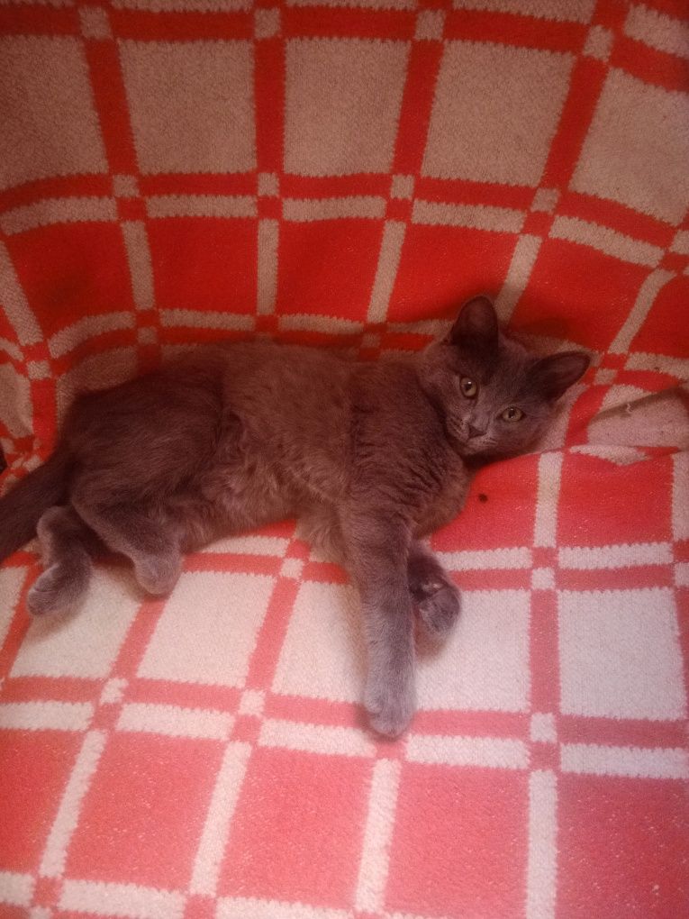 Отдам кошечку в частный дом