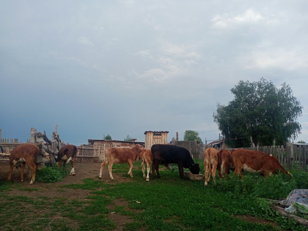 Теленки бұзаулар