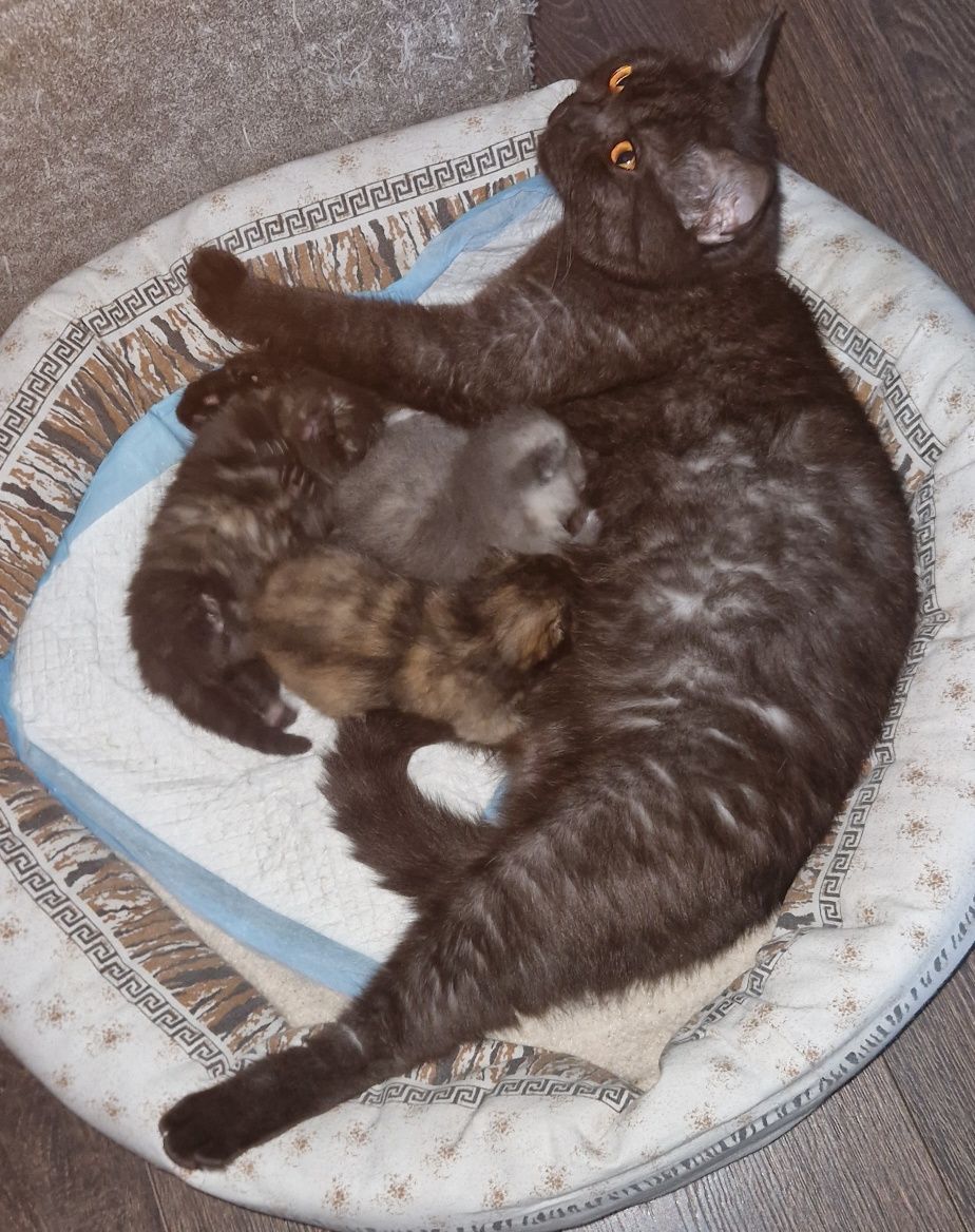Котята Британские
