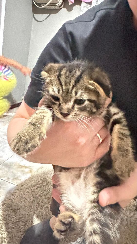 Котенок, вислоухи , спокойный