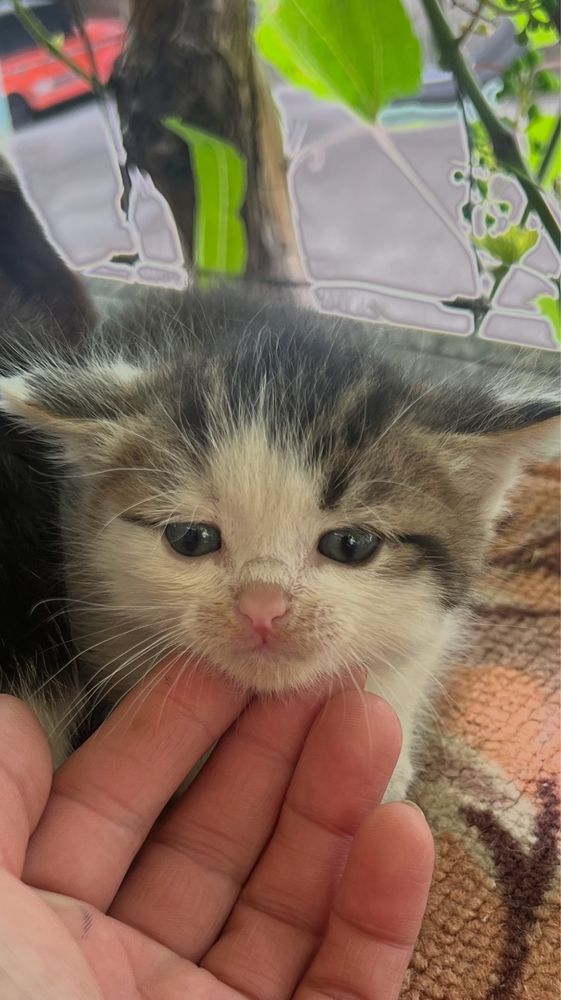 Котята 4 мальчика и 1 девочка