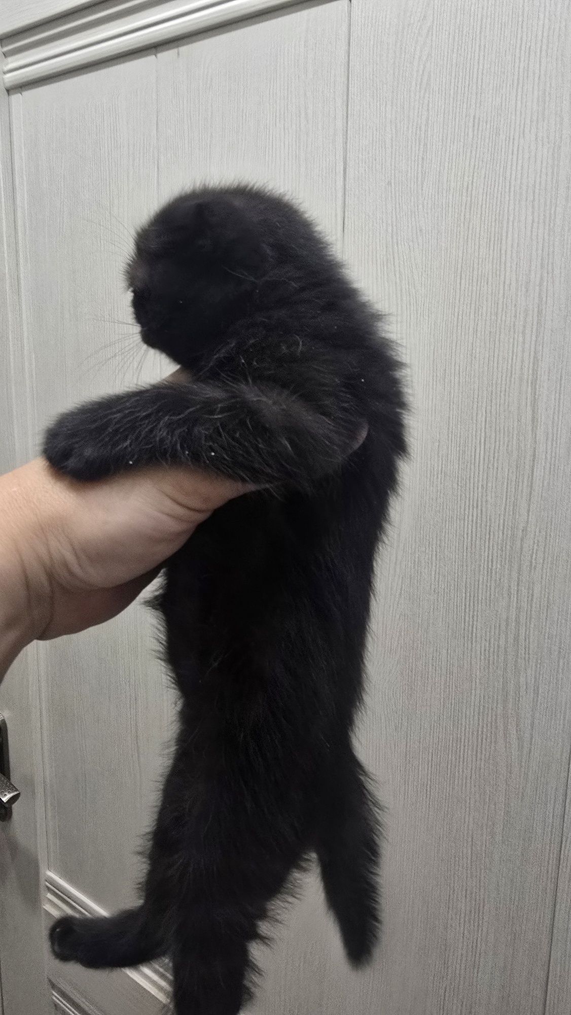 Продаю котят скотиф фолд
