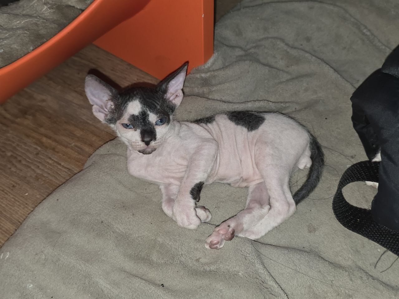 Котята сфинксы брашики