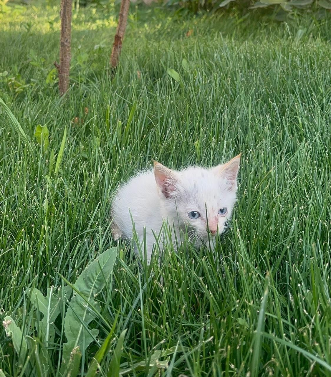 Котята крысоловы