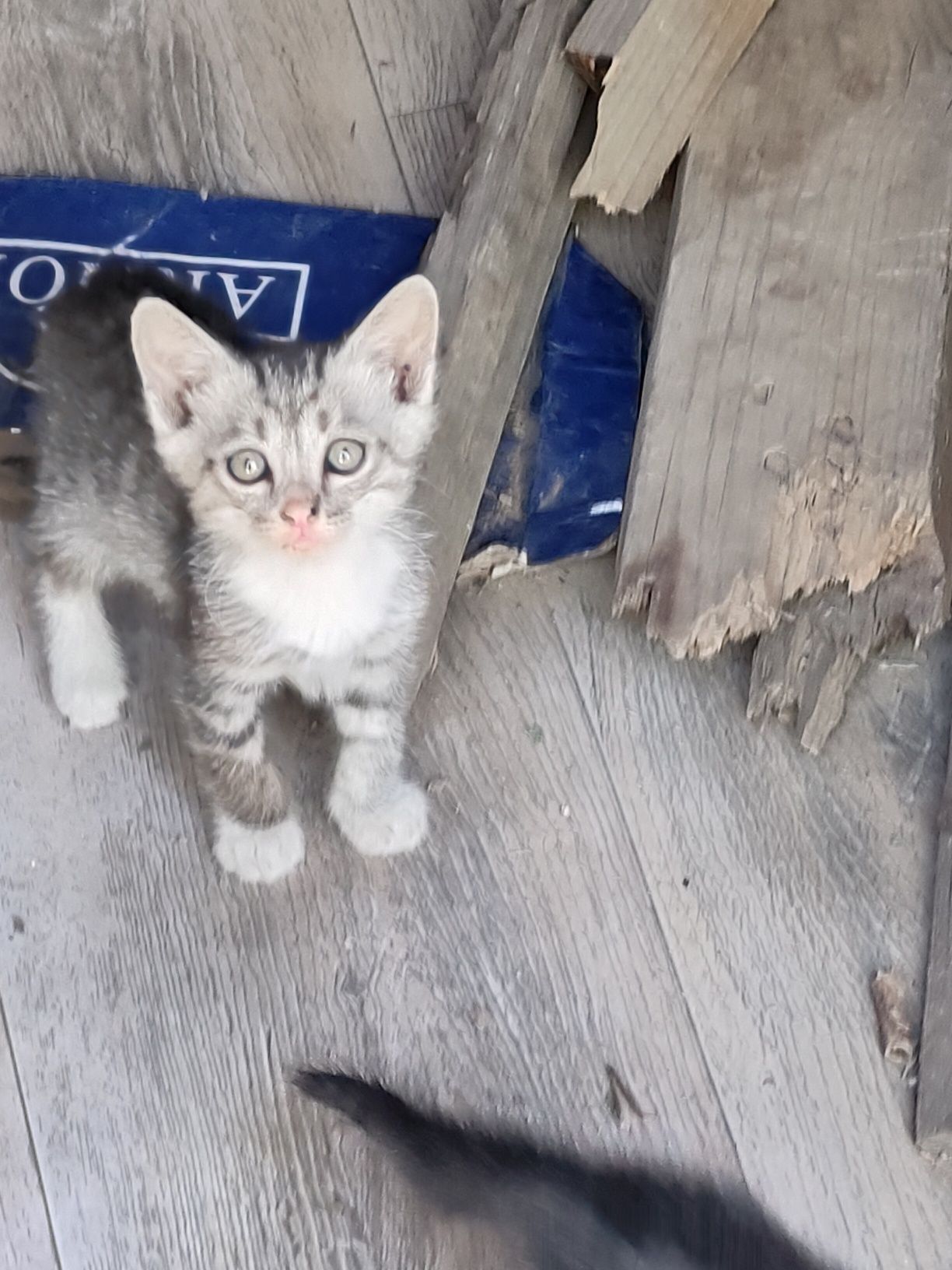 Котята  в хороший в руки