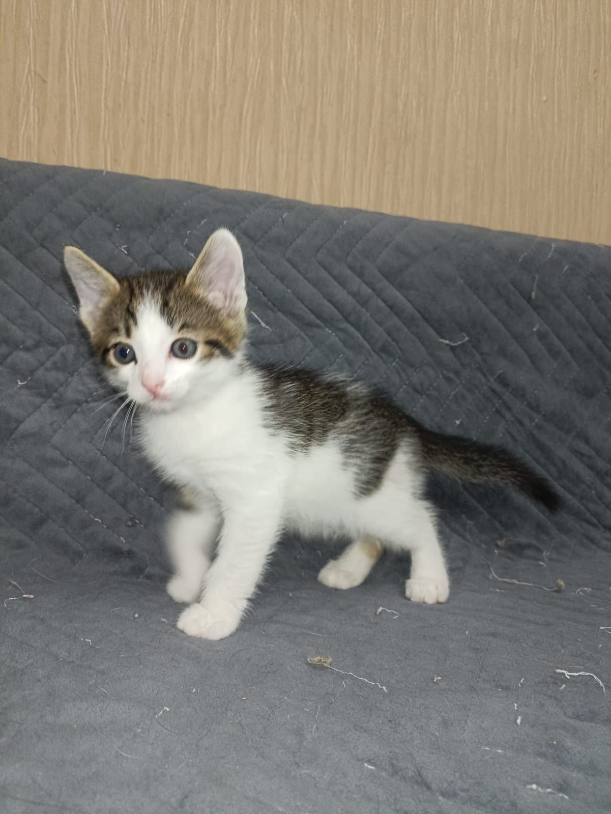 Шикарный котик ищет семью