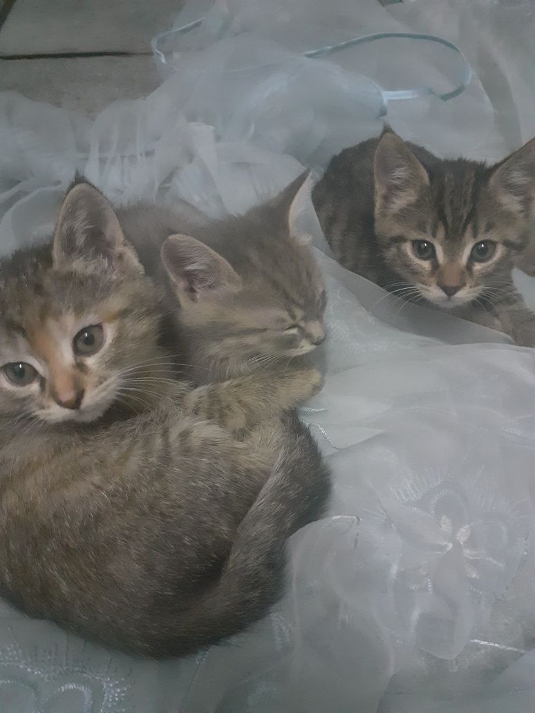 Отдам даром  котят