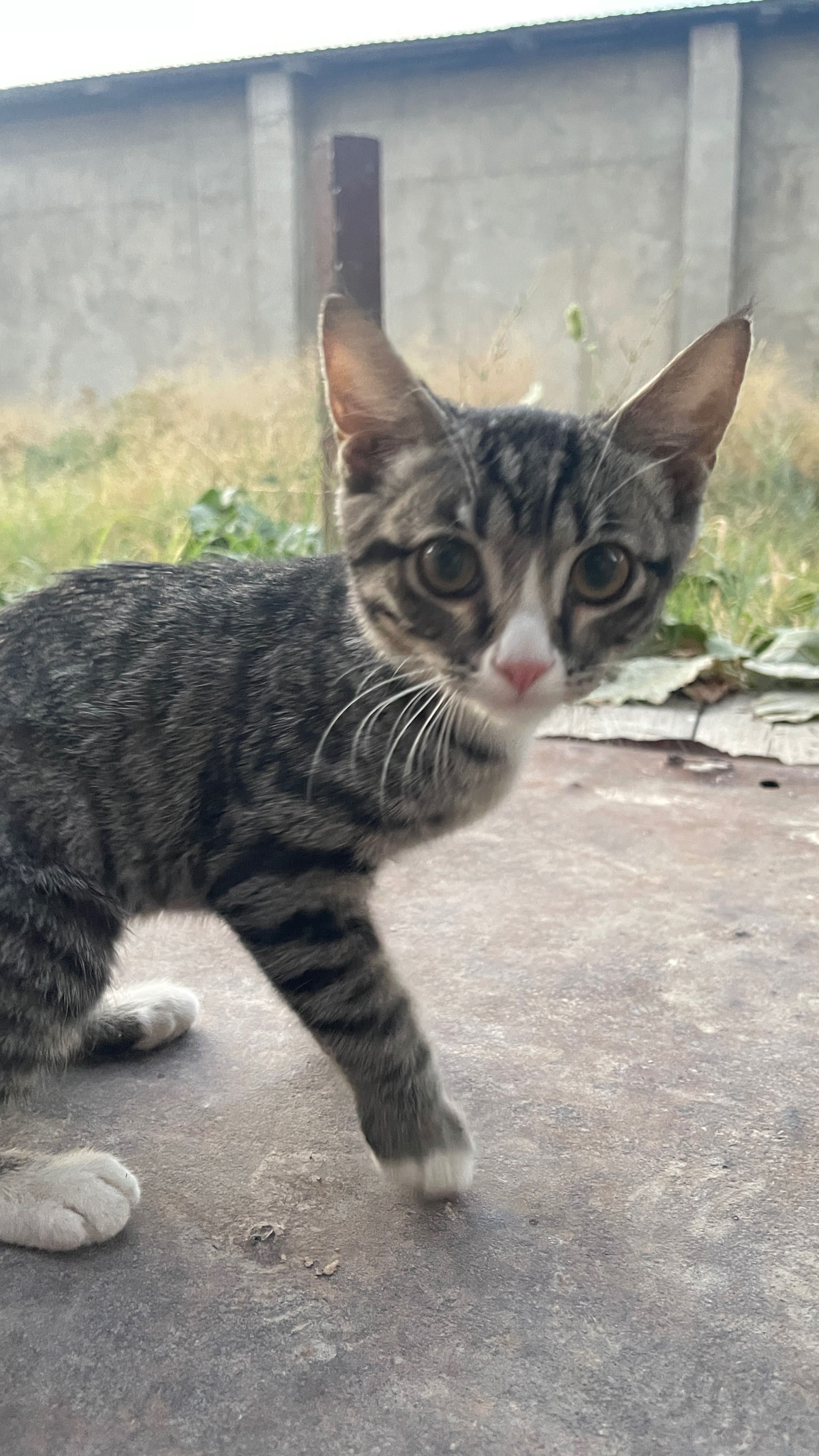 Котенок в хорошие руки!