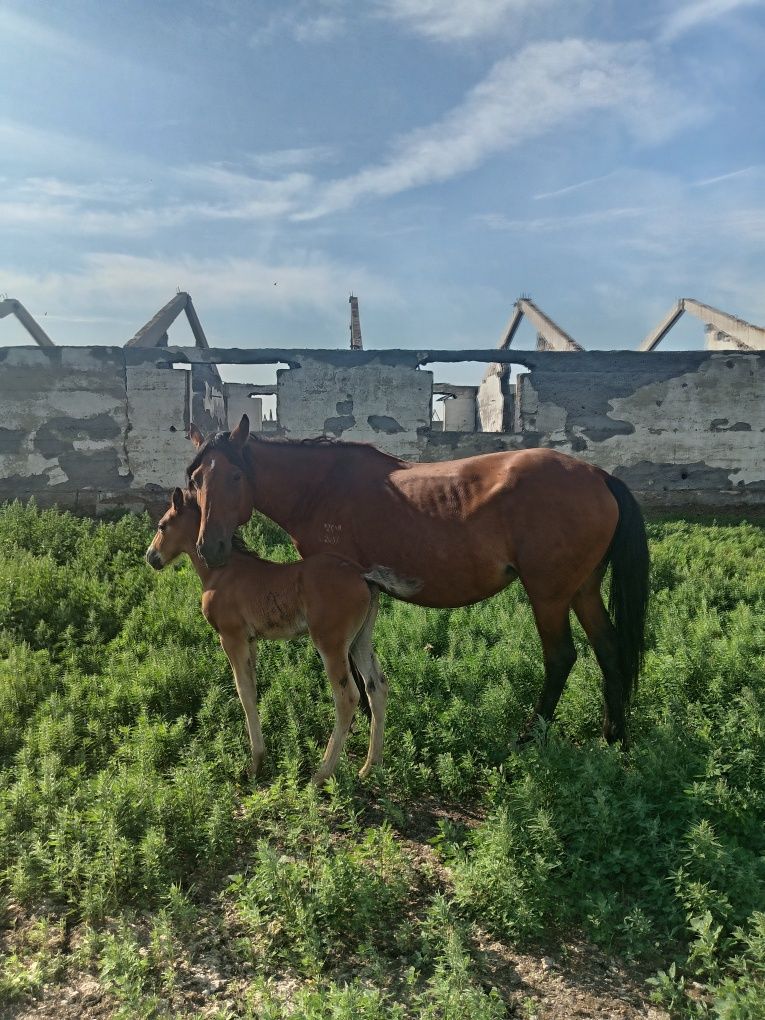 Продам 2кобылы с жеребятами.