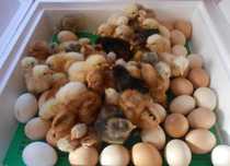 Инкубационные яйца пародистых кур.