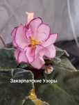 Фиалки разные виды