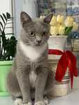 Отдам кота бесплатно
