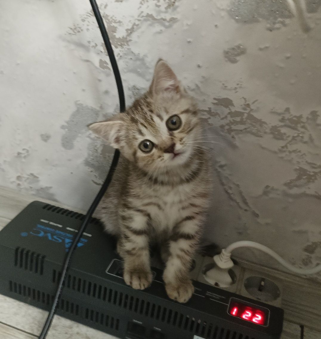 Котенок шотланщский продается