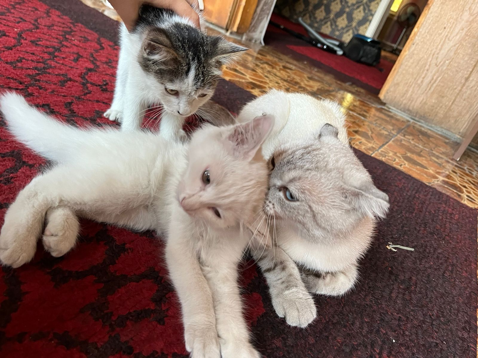 Котята в хорошие руки