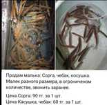 Гарантие на малька нету