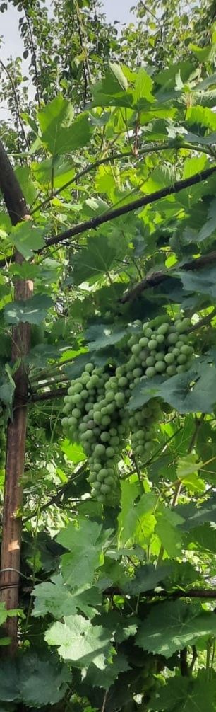 Продам дачу 12 соток с домом
