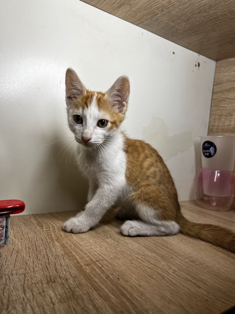 Милые котята в добрые руки