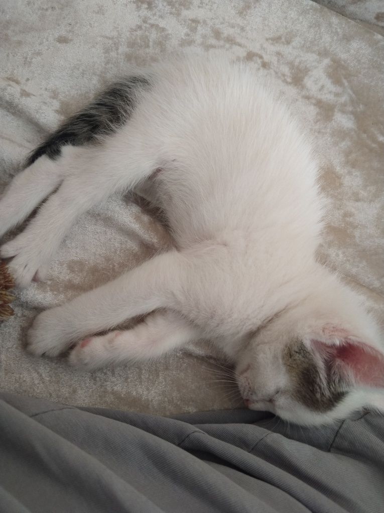 Отдам котята в добрые руки