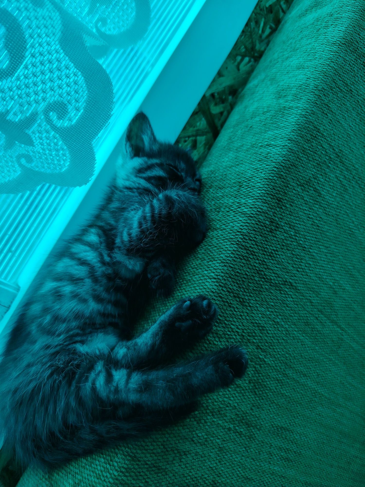 Отдам котёнка девочку