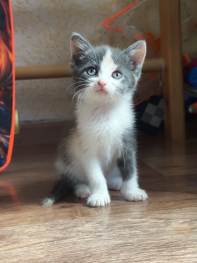 Котята в хорошие руки